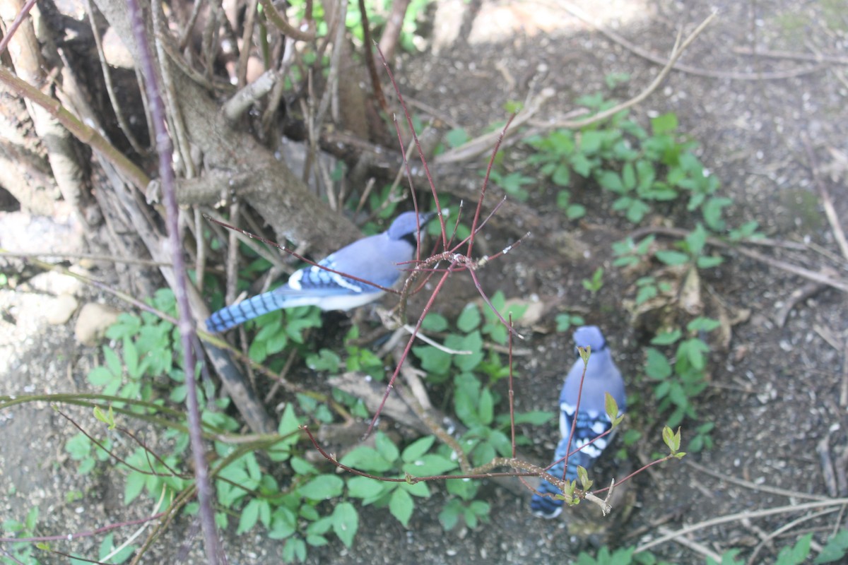 Blue Jay - Melissa Grauel