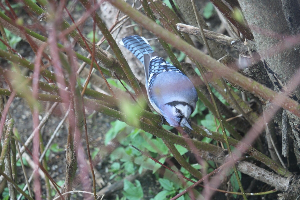 Blue Jay - Melissa Grauel