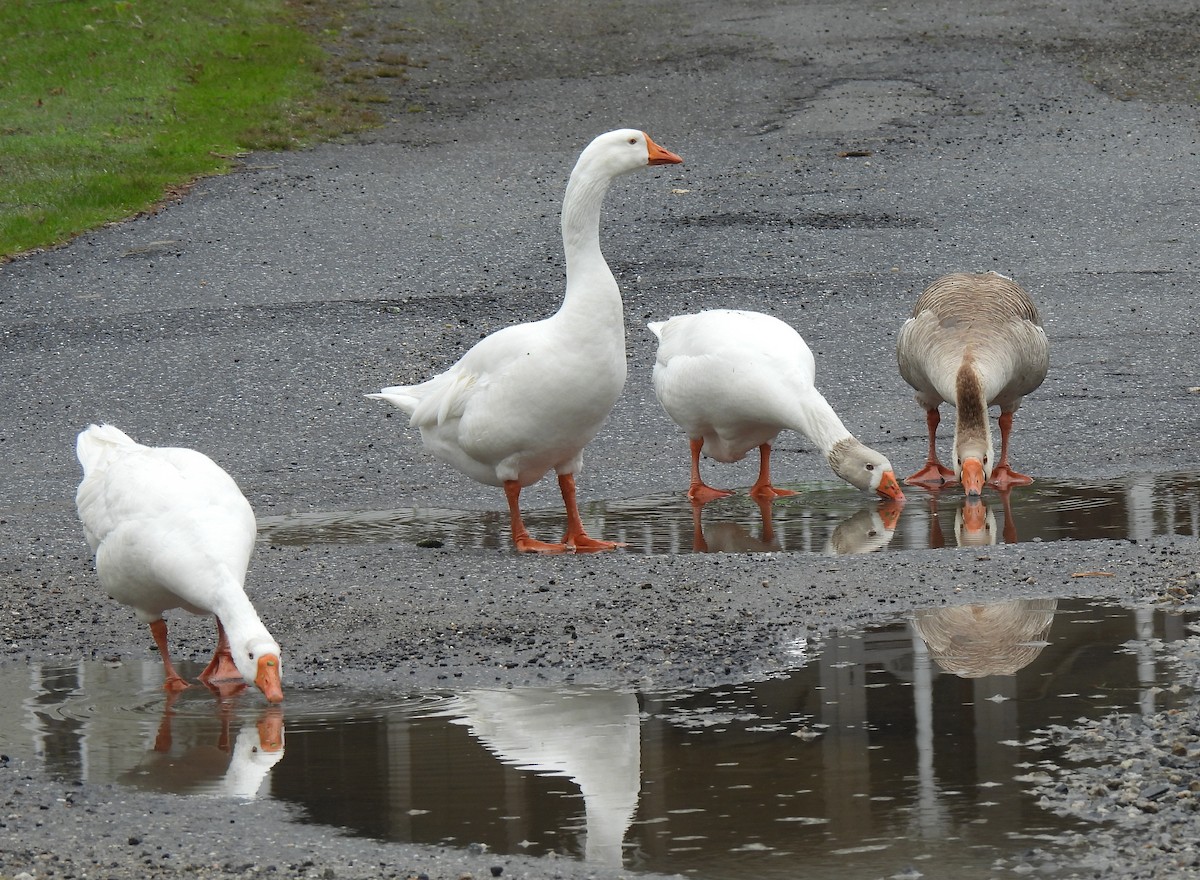 Domestic goose sp. (Domestic type) - Susanne Meidel