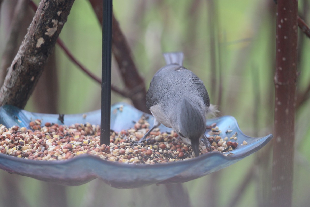 Tufted Titmouse - ML618283454