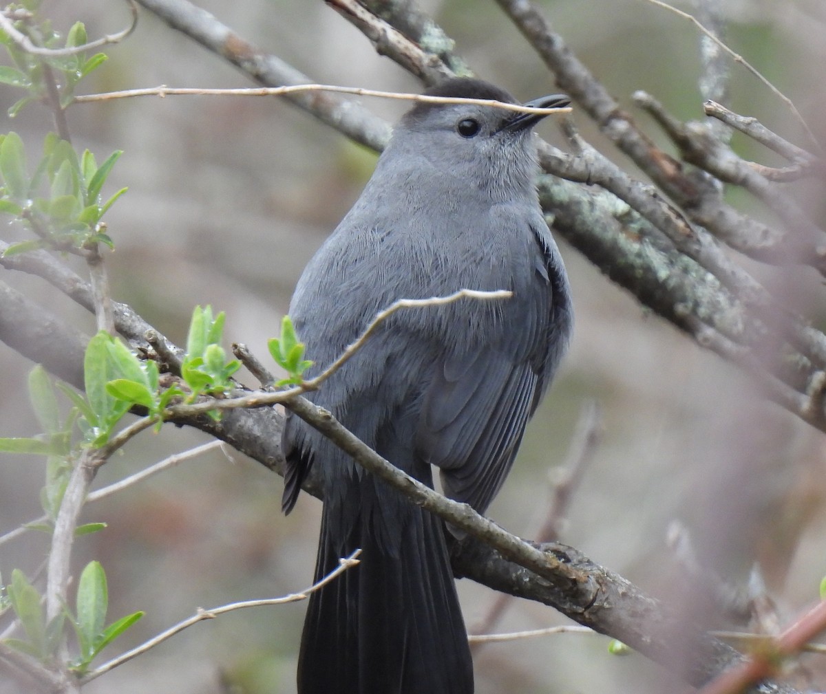 Gray Catbird - ML618283474