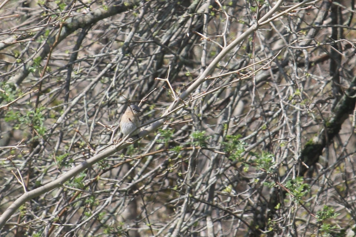 Eastern Bluebird - Melissa Grauel