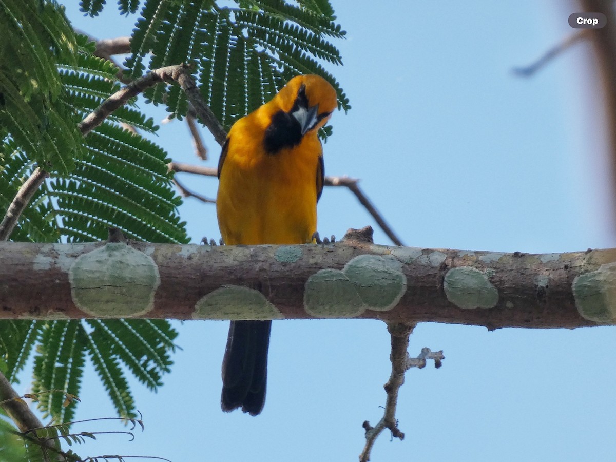 Altamira Oriole - Willeke and Frits Bosveld - van Rijn