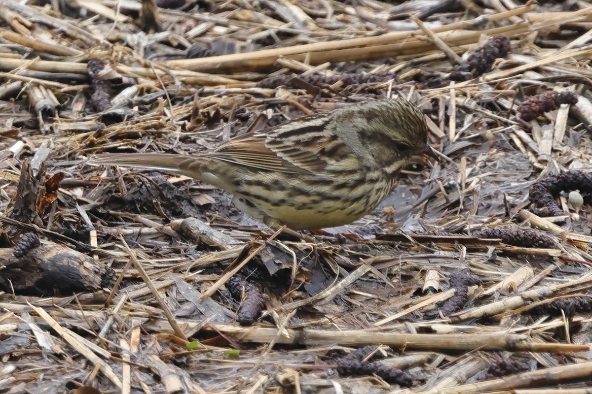 Masked Bunting - Fabio Olmos