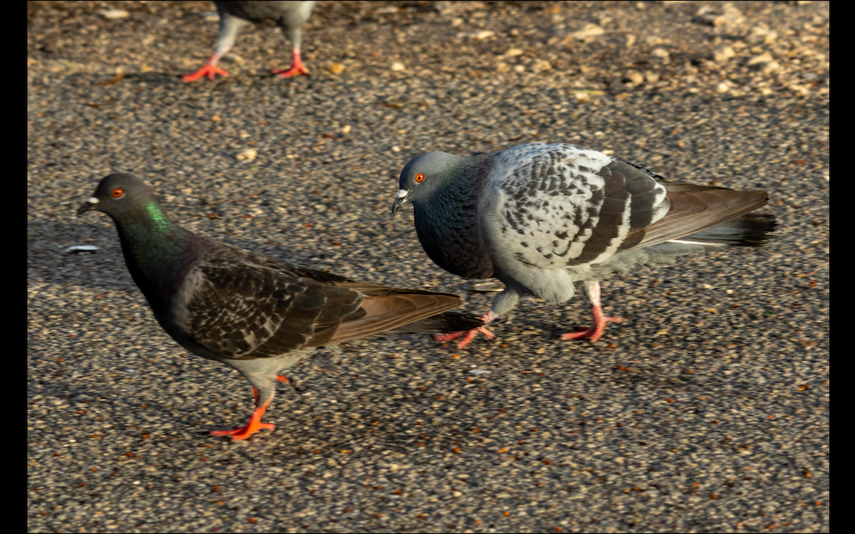 Rock Pigeon (Feral Pigeon) - Lucas Pittman