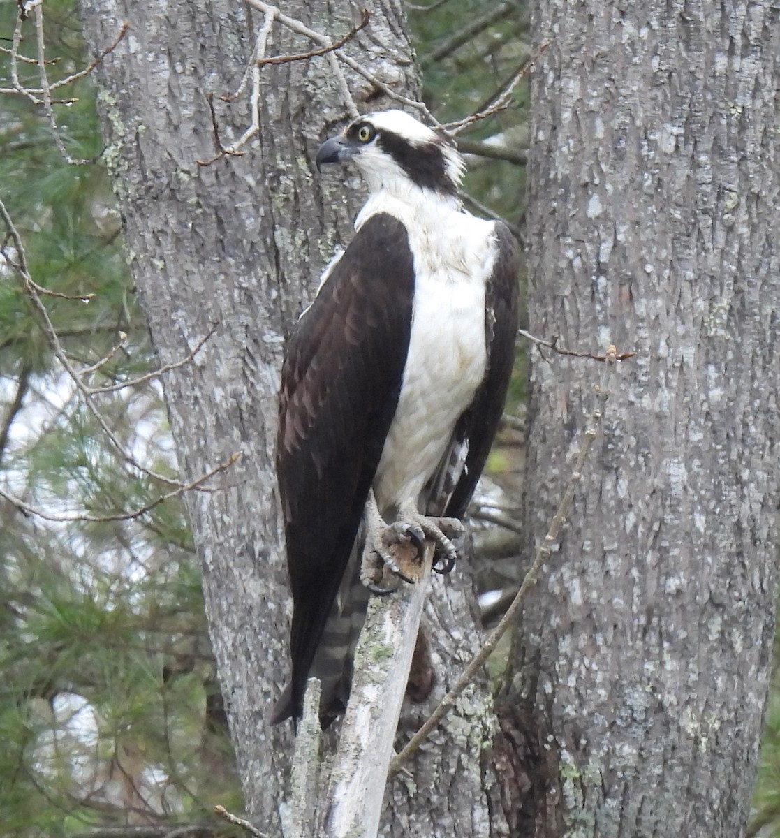 Osprey - ML618283496