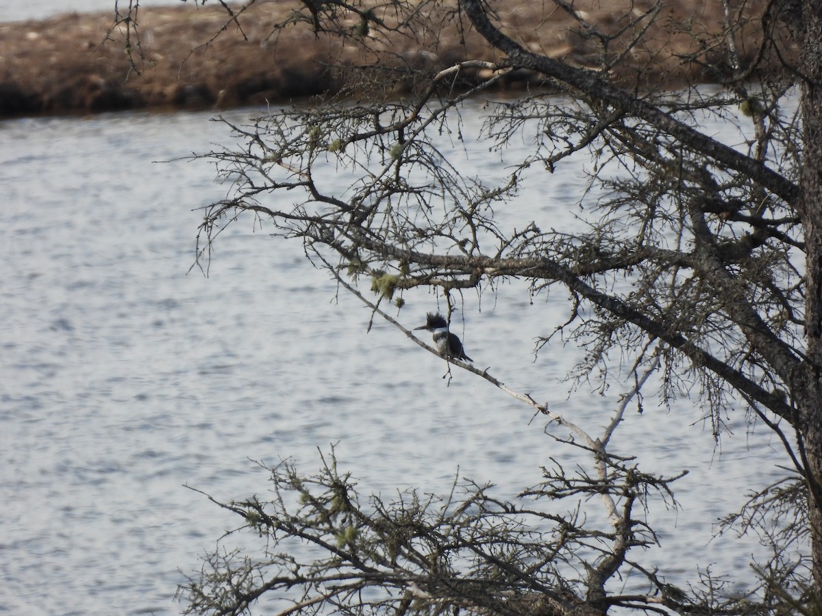 Belted Kingfisher - Rhonda Langelaan