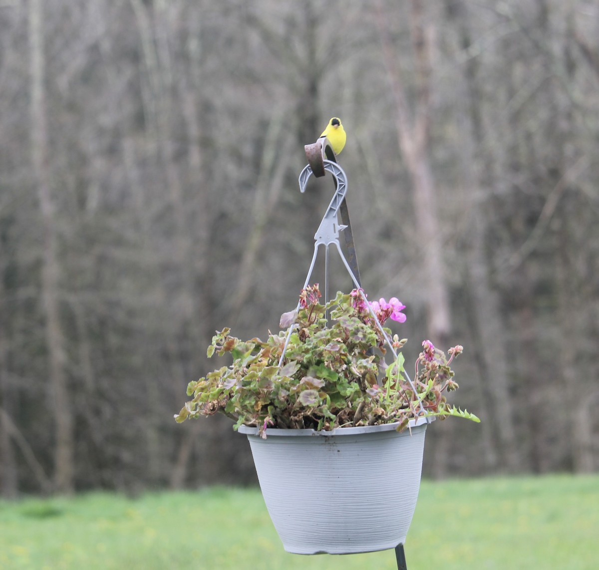 American Goldfinch - Melissa Grauel