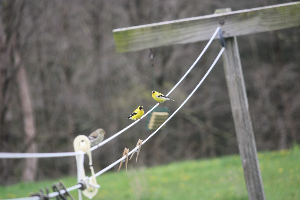 American Goldfinch - Melissa Grauel