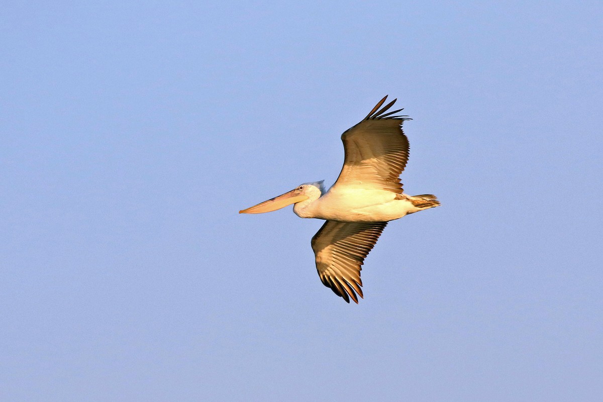 Great White Pelican - Mahdi Naghibi