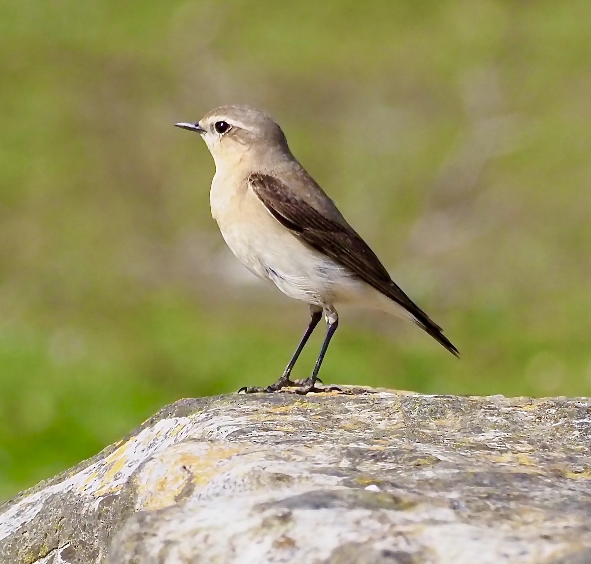 Northern Wheatear (Greenland) - ML618283526