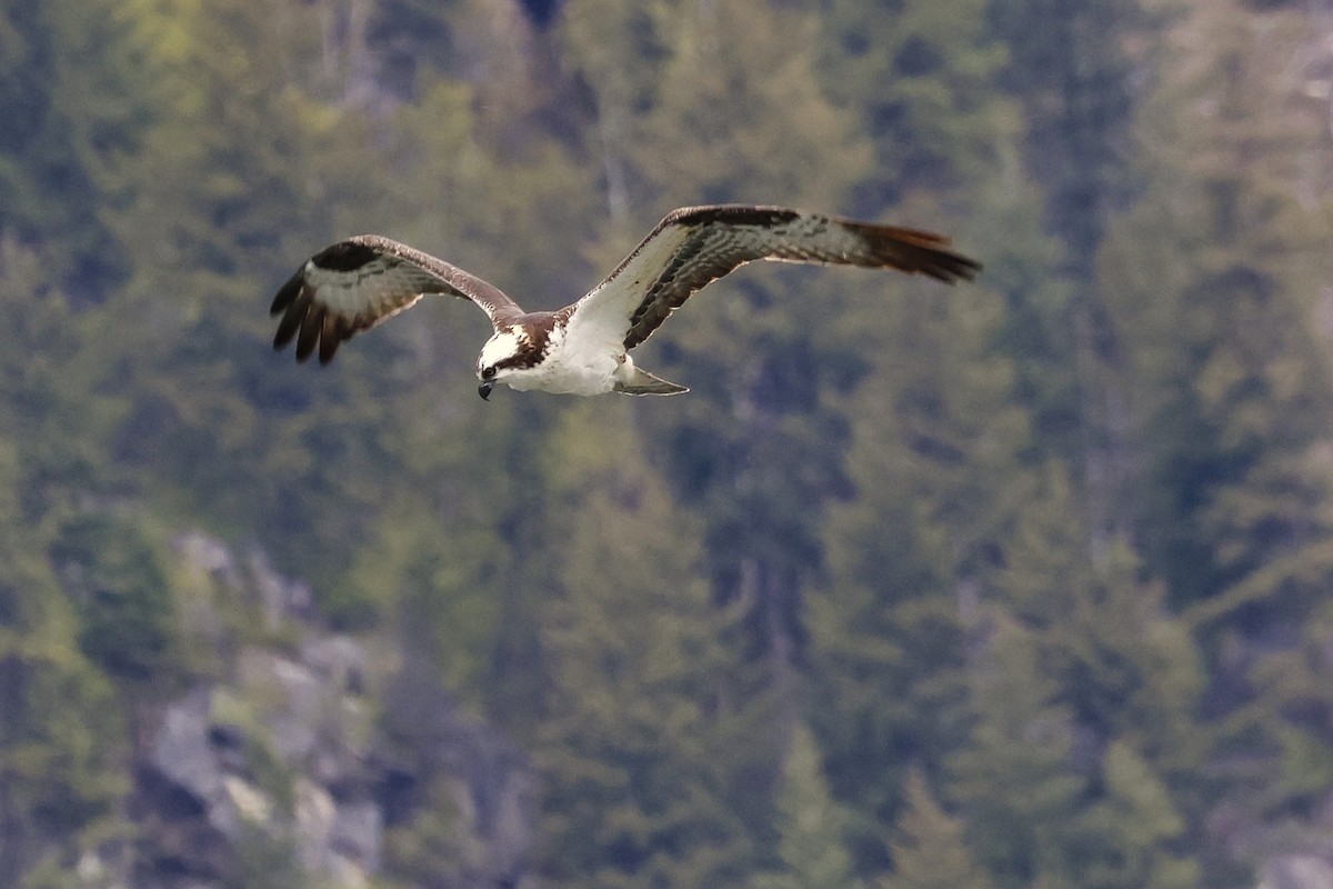 Águila Pescadora - ML618283561