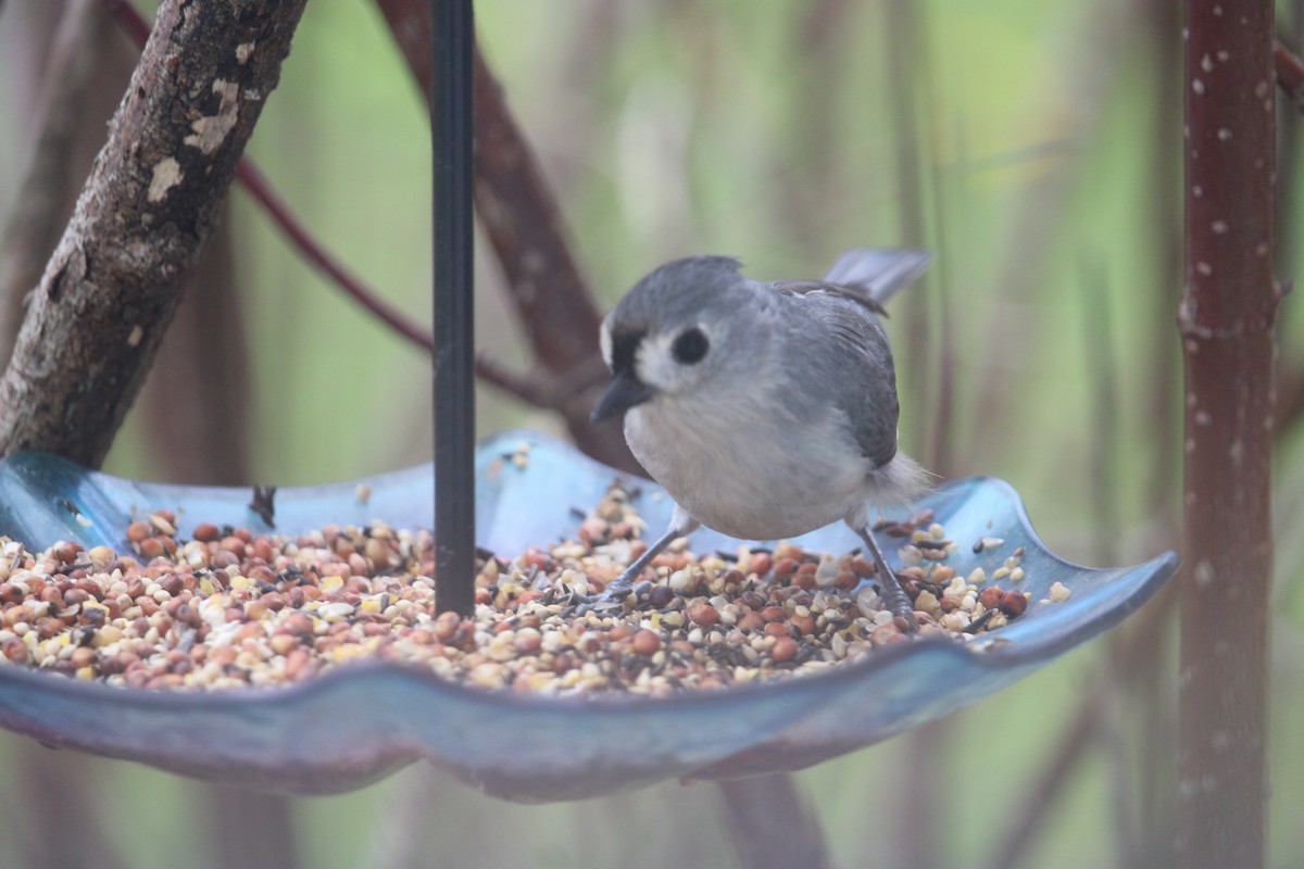 Tufted Titmouse - ML618283566