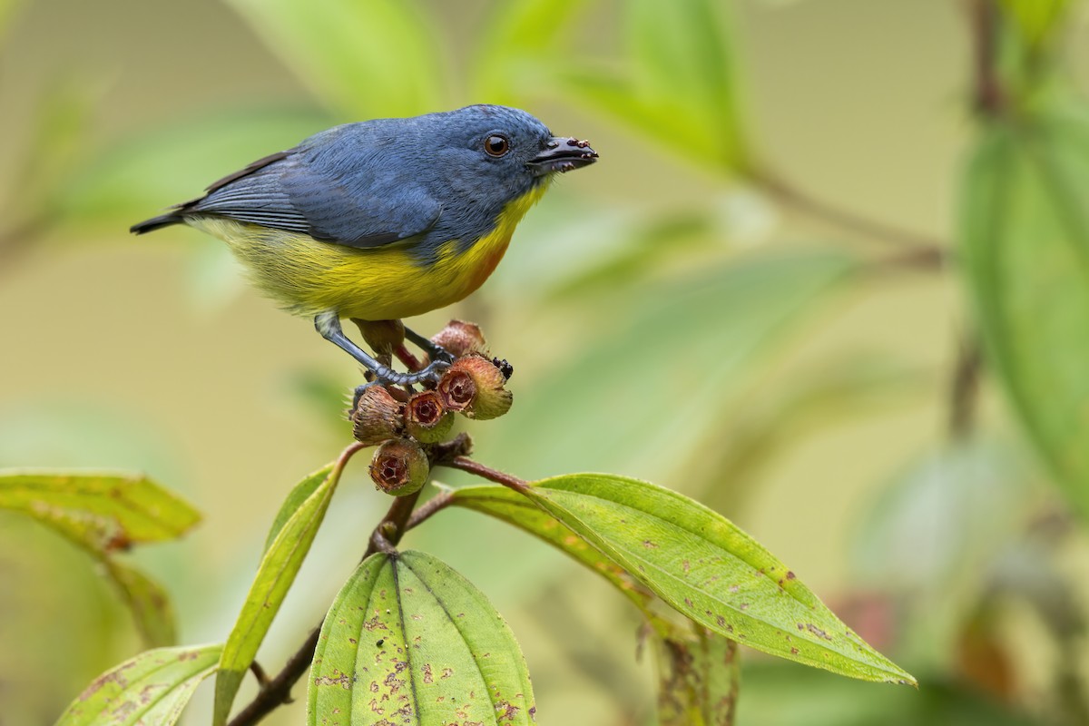 Yellow-rumped Flowerpecker - Dubi Shapiro