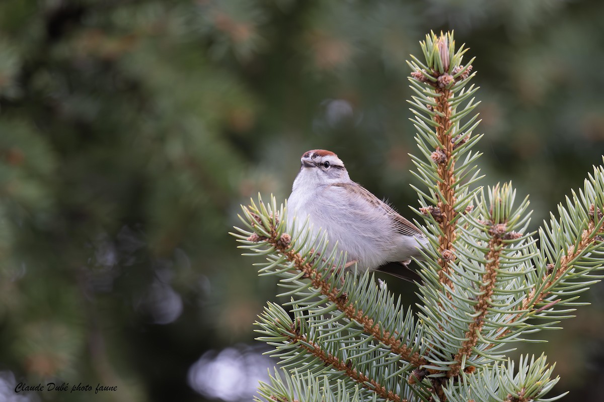 Chipping Sparrow - ML618283595