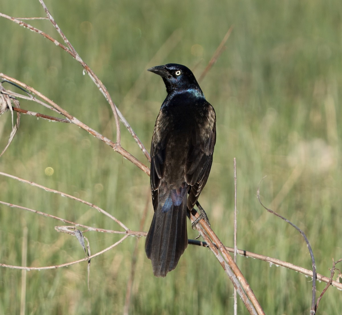 Common Grackle - Mike Sullivan