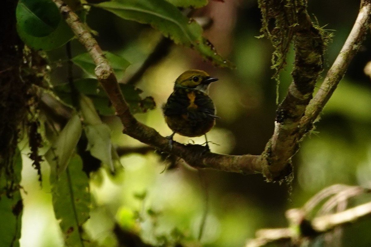 Silver-throated Tanager - Betty Beckham