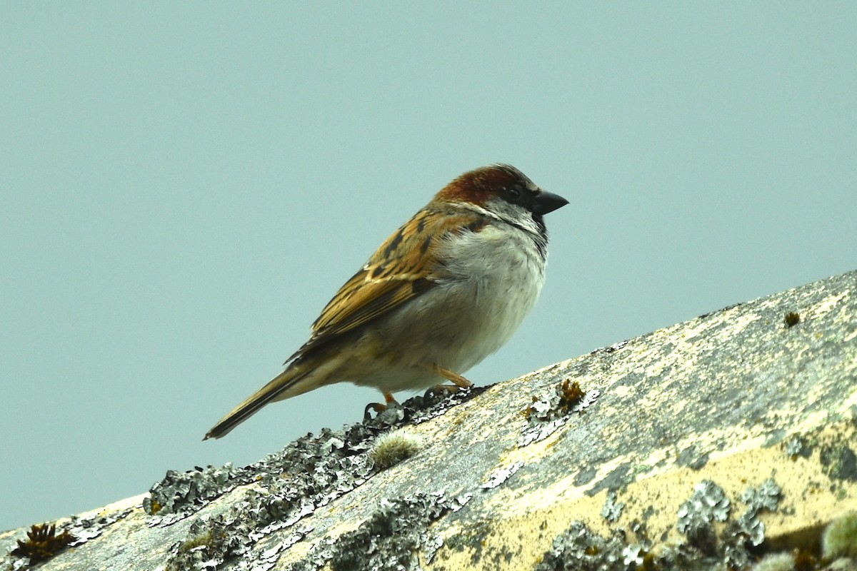 House Sparrow - ML618283625