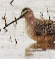 Long-billed Dowitcher - Jason C. Martin