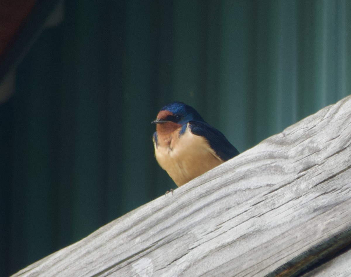 Barn Swallow - Clem Nilan