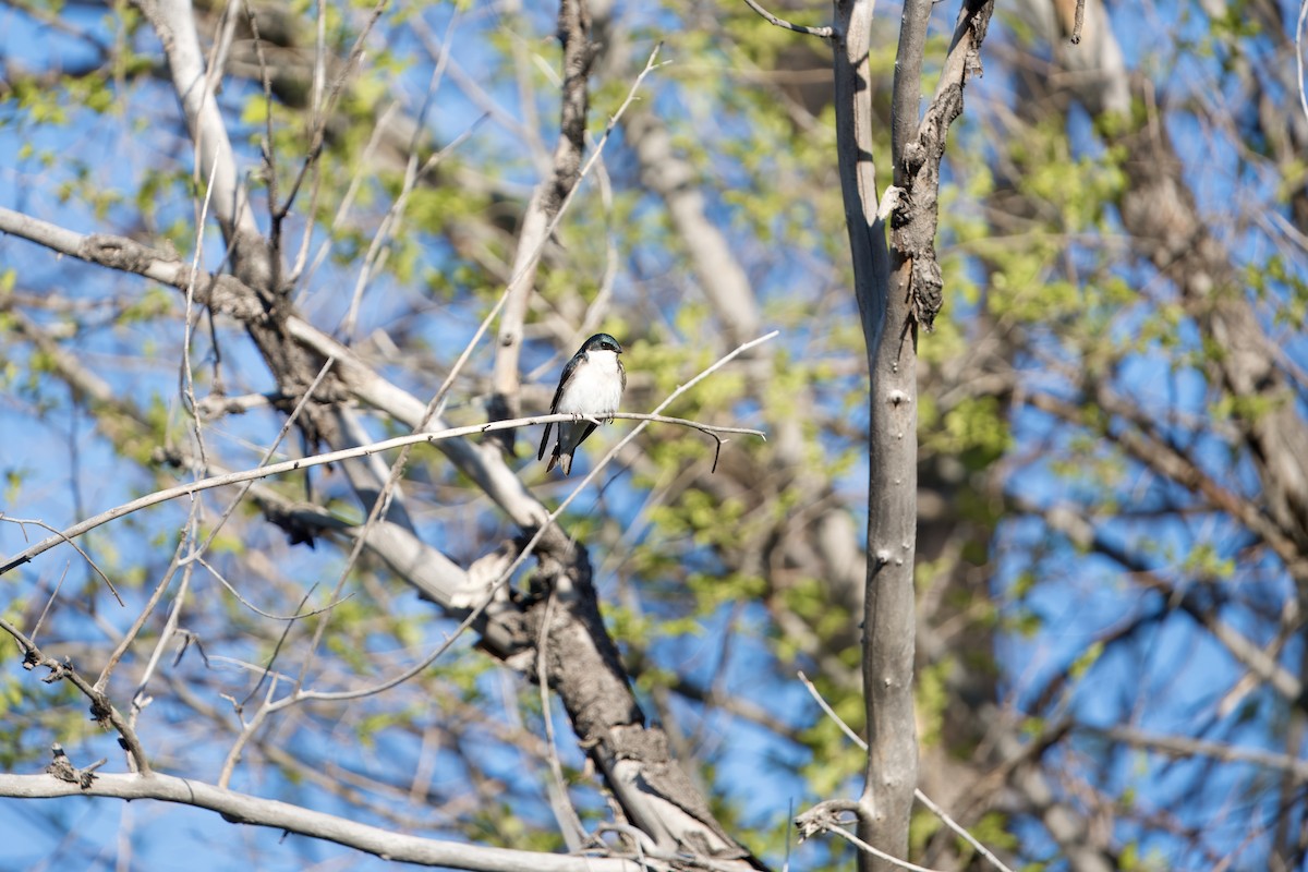 Tree Swallow - Mike Sullivan