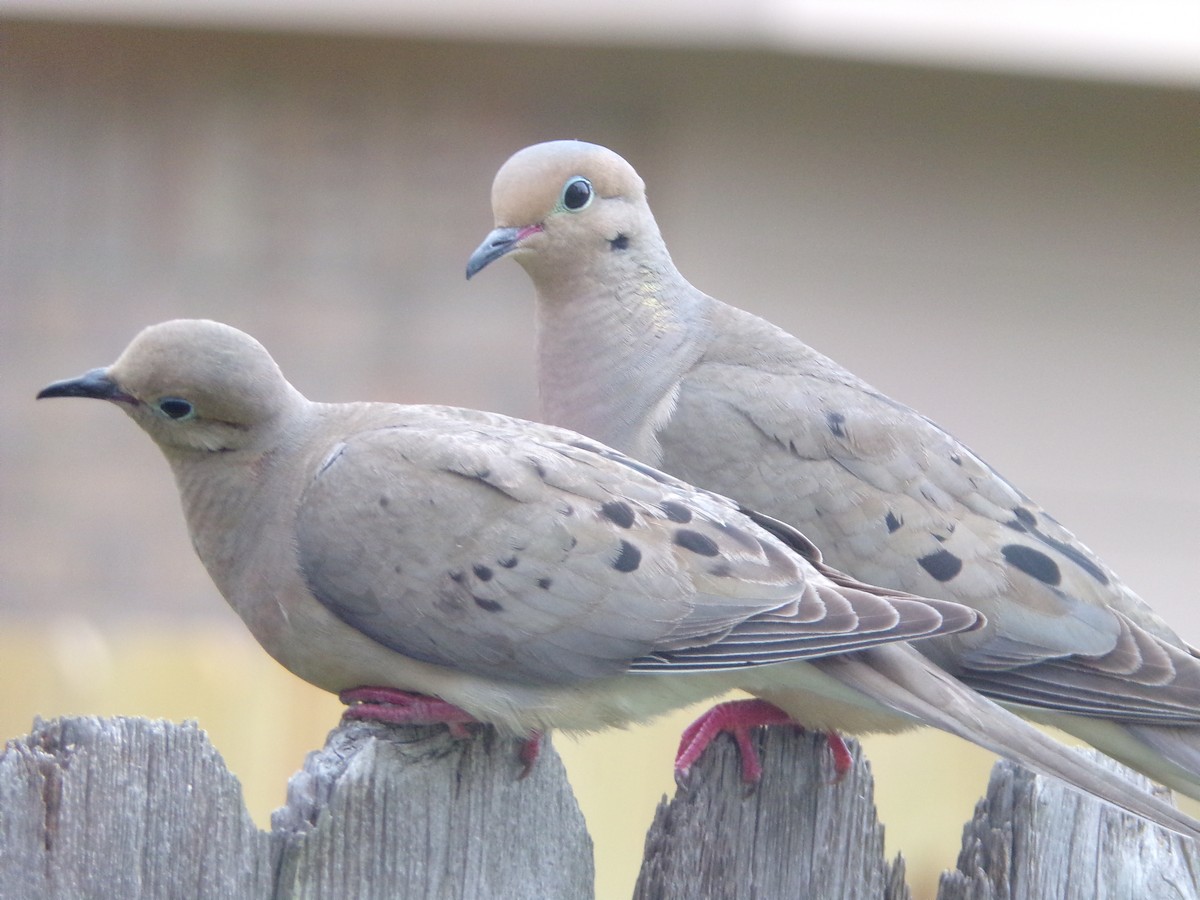 Mourning Dove - Texas Bird Family