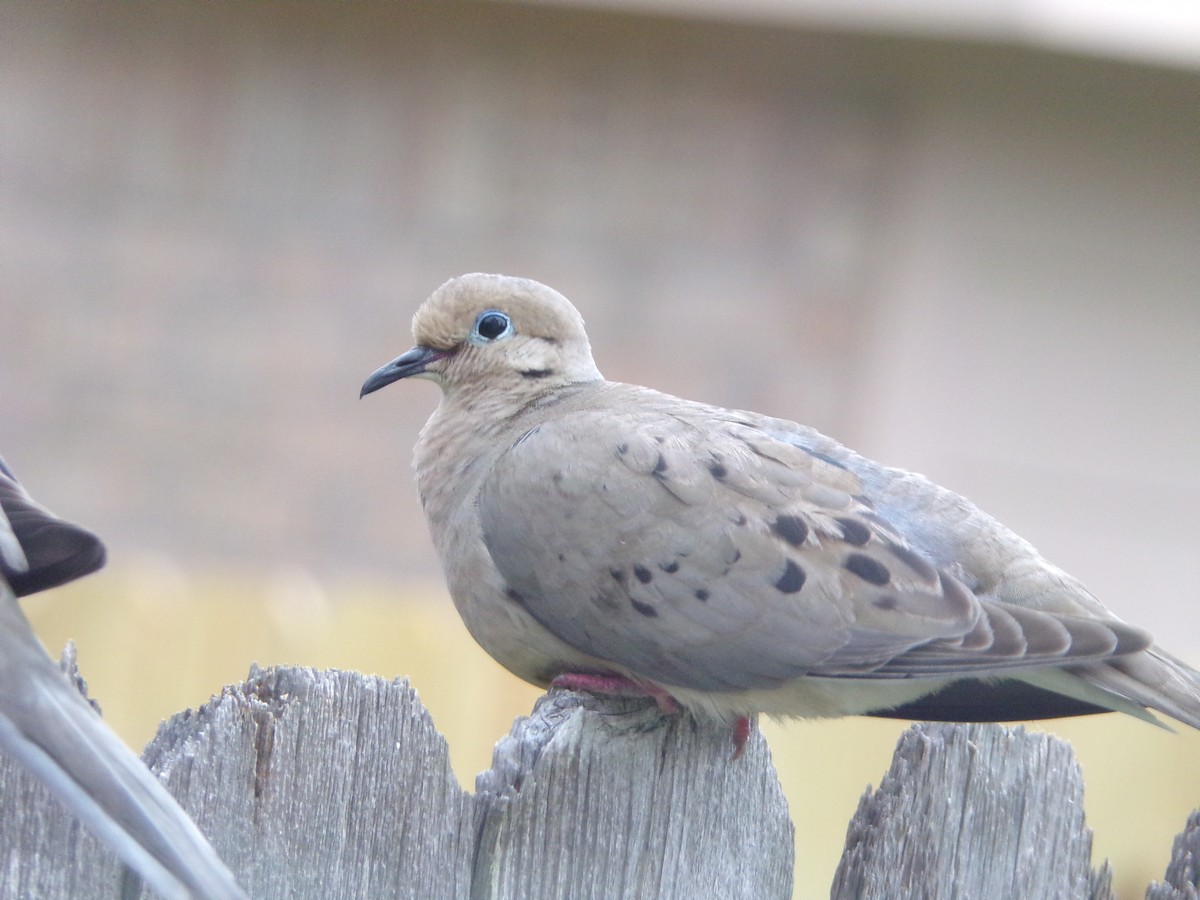 Mourning Dove - Texas Bird Family