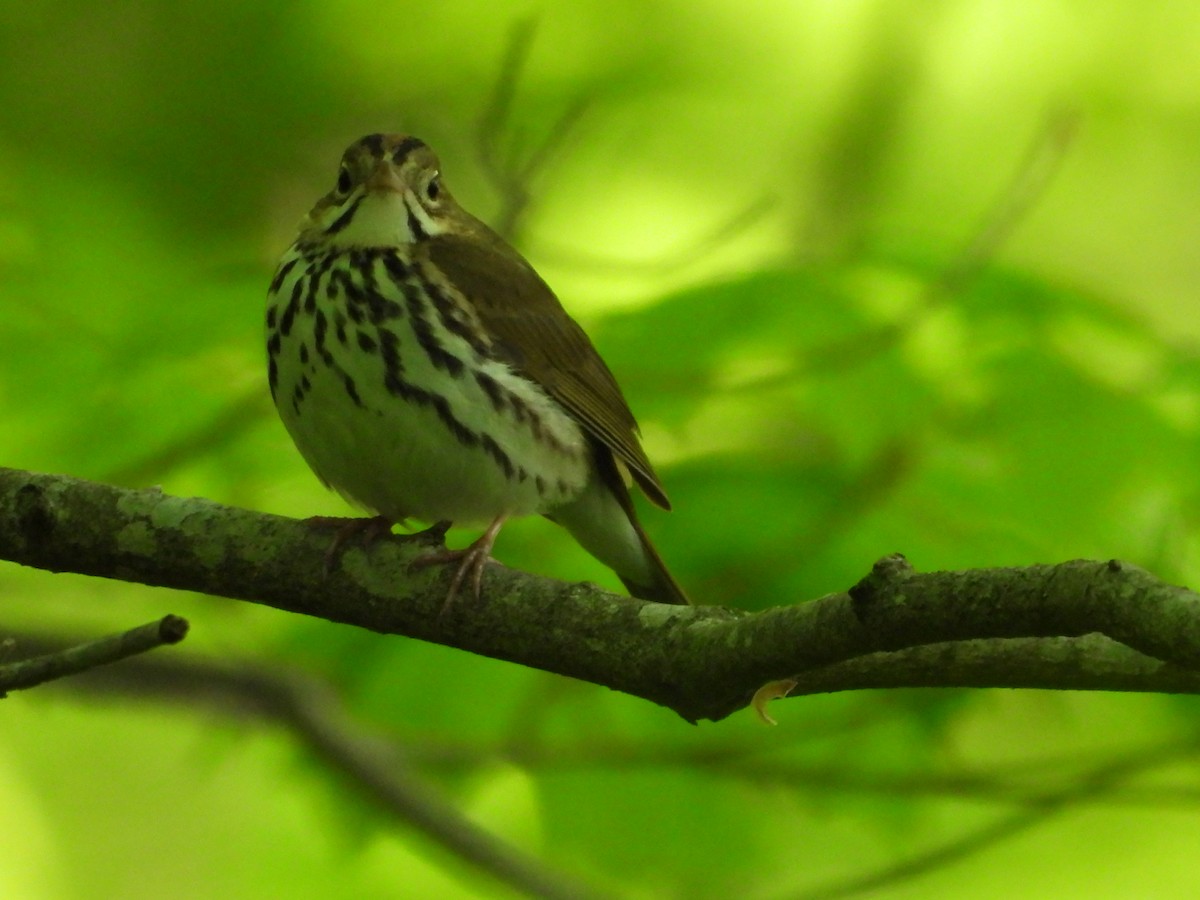 Ovenbird - ML618283664