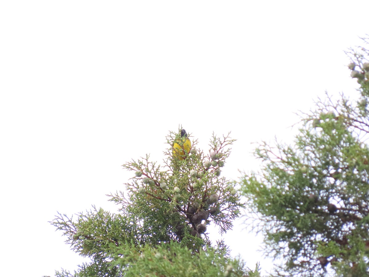 Yellow-bellied Siskin - Cristian Cufiño