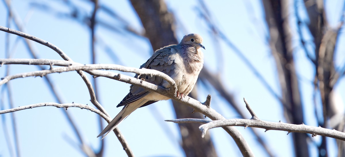 Mourning Dove - Mike Sullivan