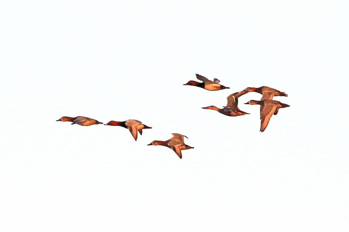 Common Pochard - ML618283692