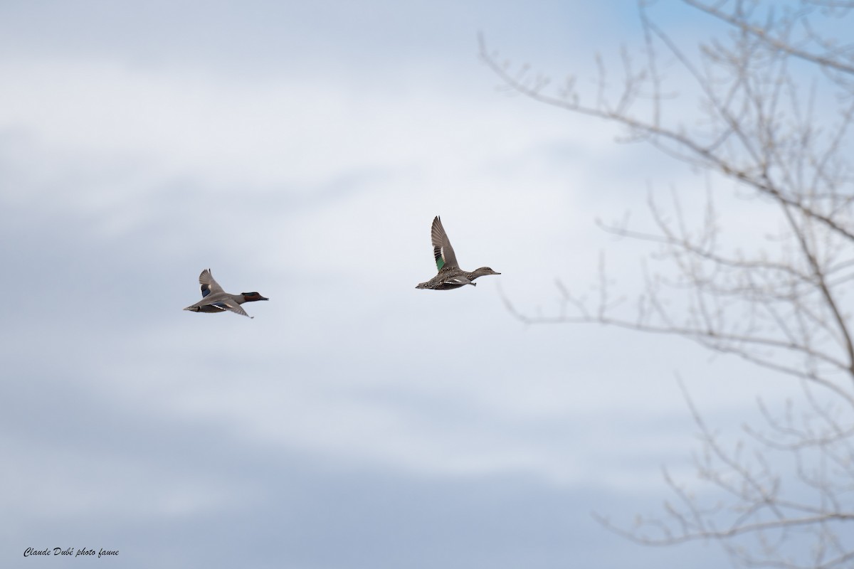 Green-winged Teal - Claude Dubé