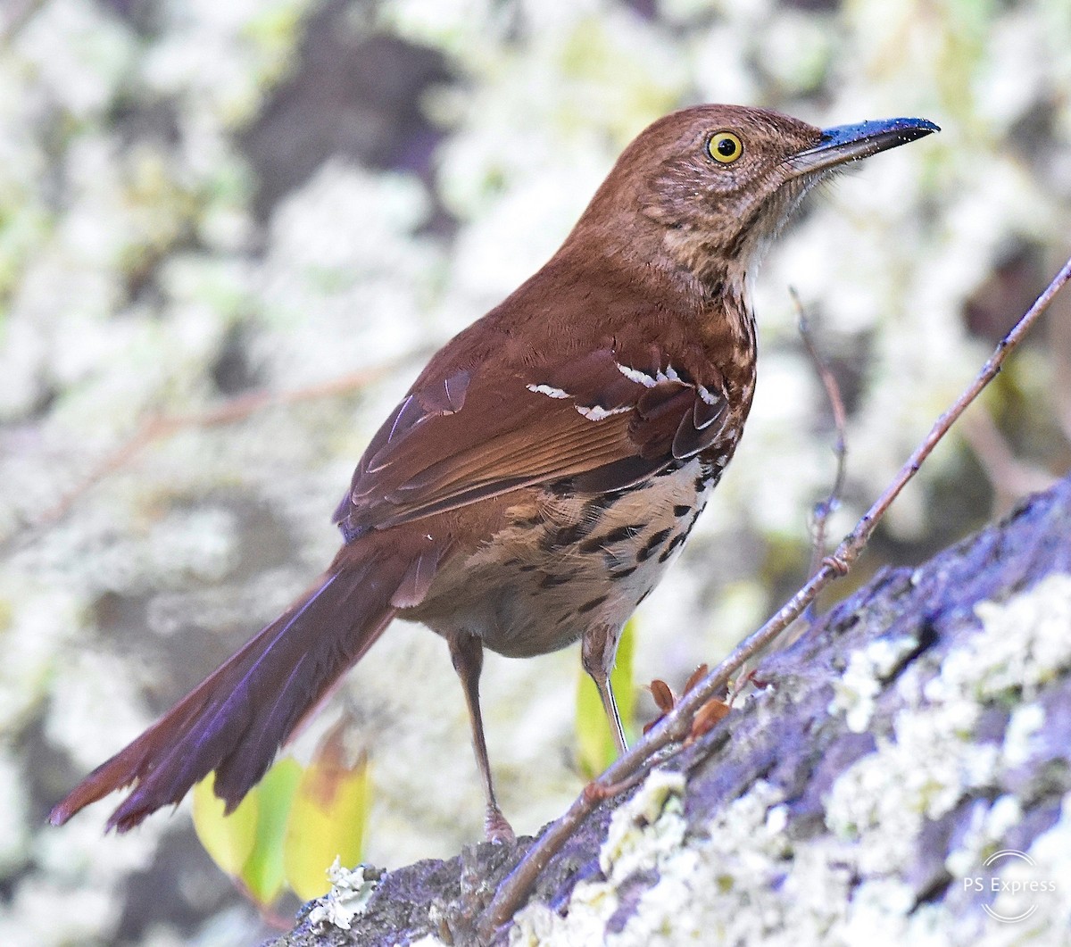 Brown Thrasher - Michael Brower