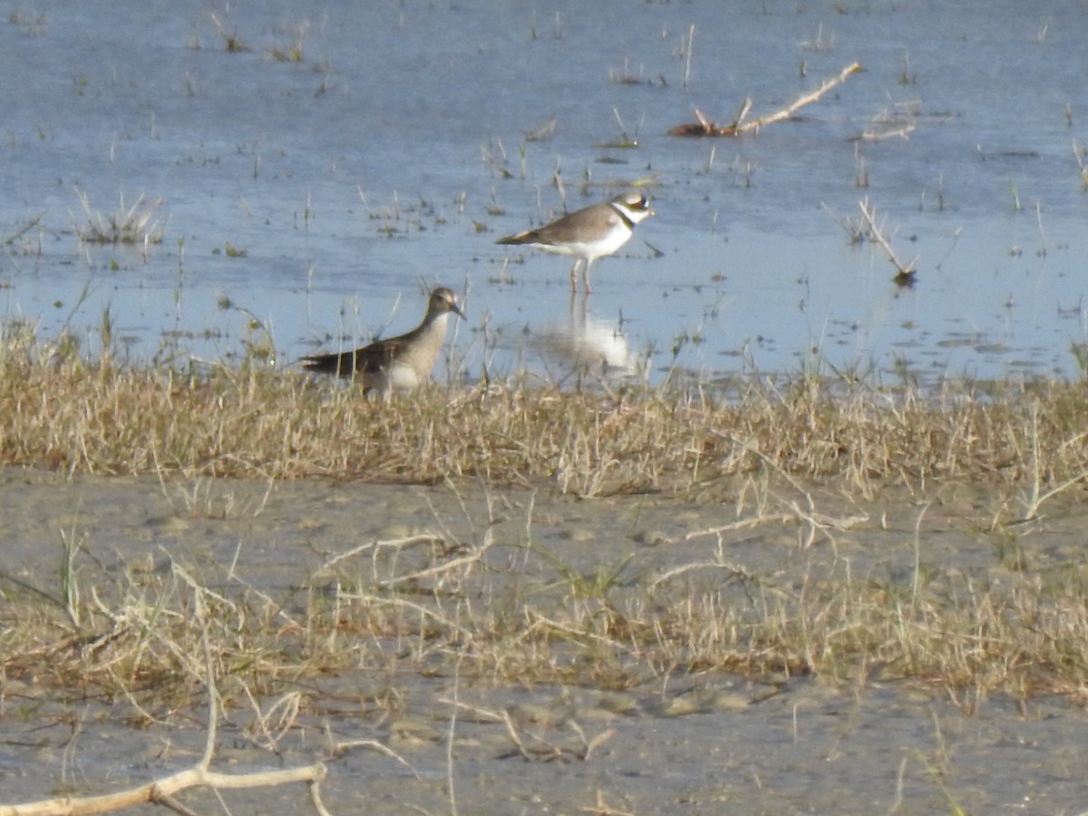 Pectoral Sandpiper - Gary Losada