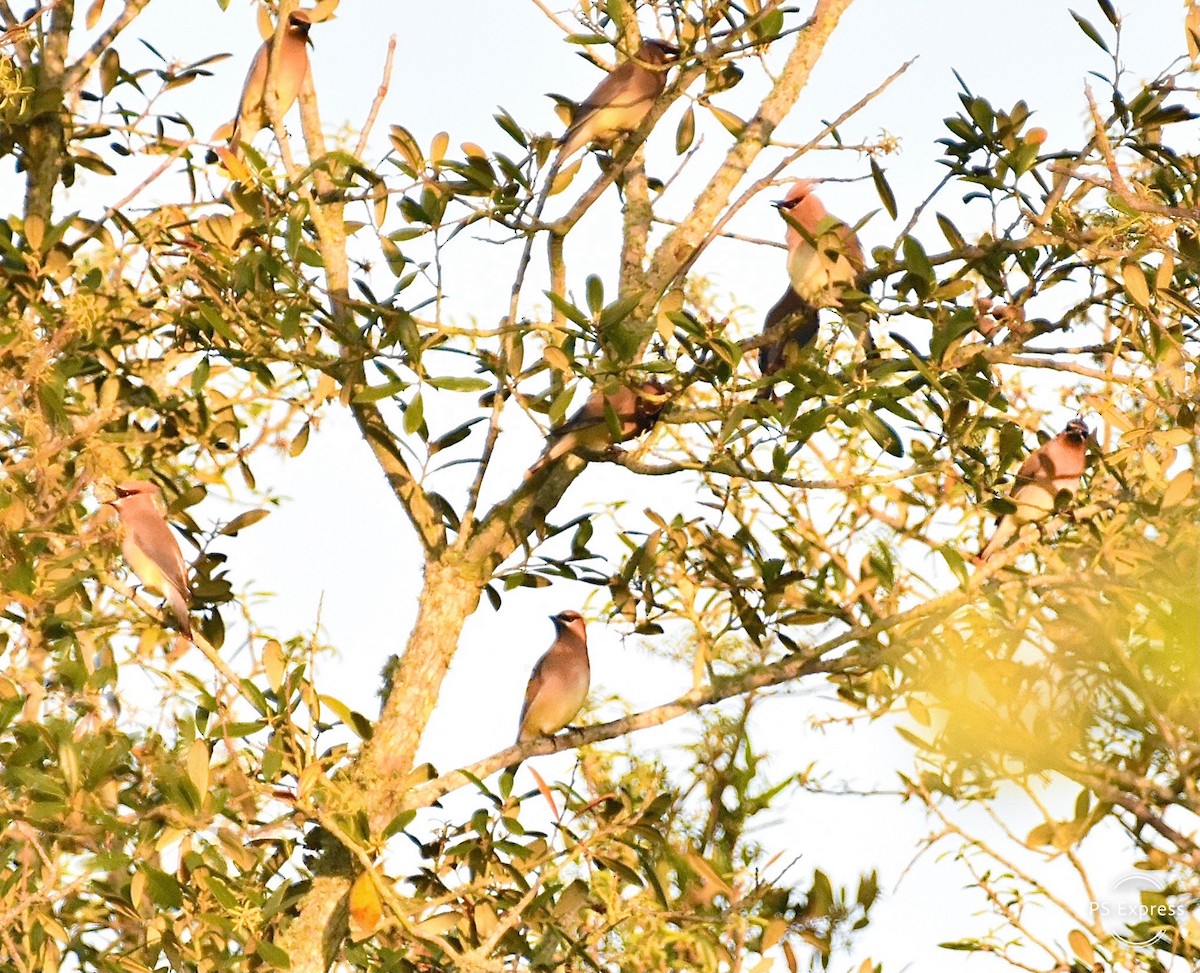 Cedar Waxwing - Michael Brower