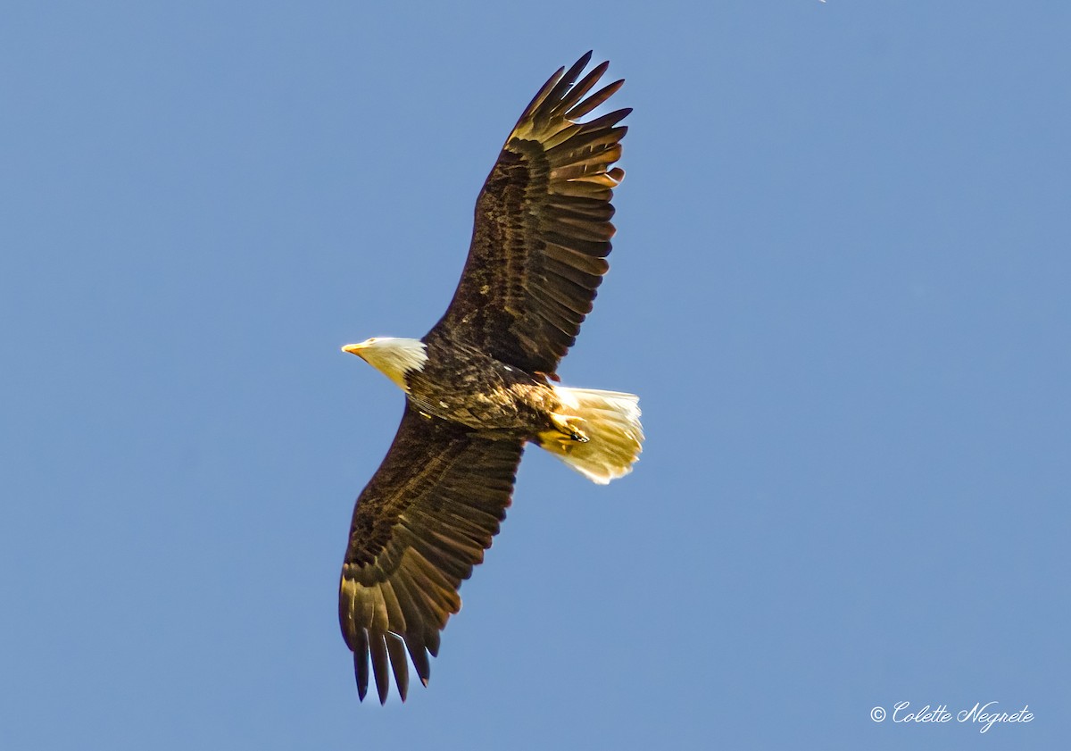 Bald Eagle - Colette Vranicar