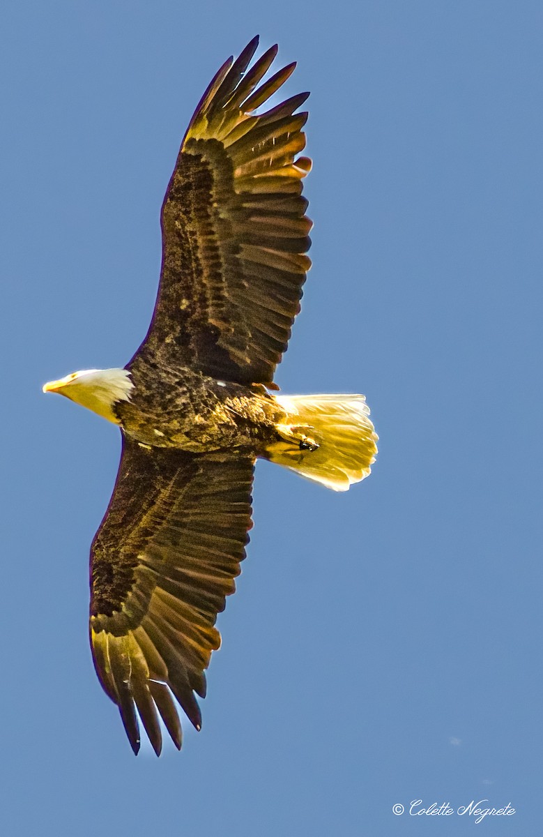 Bald Eagle - Colette Vranicar