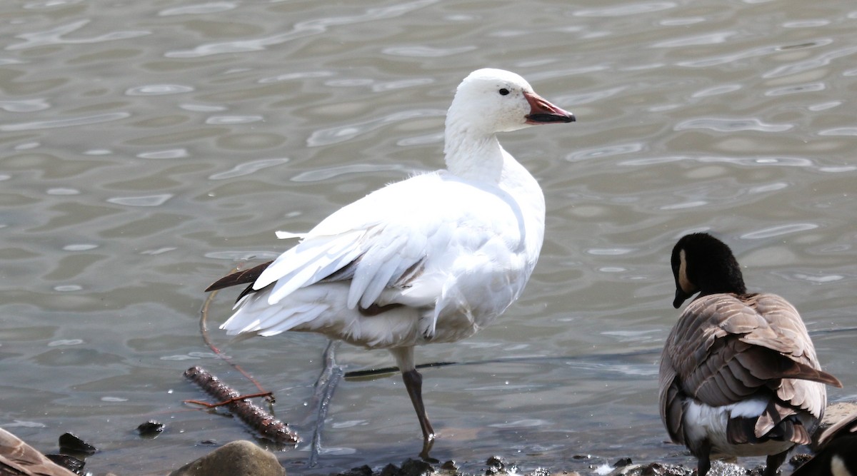 Snow Goose - ML618283774