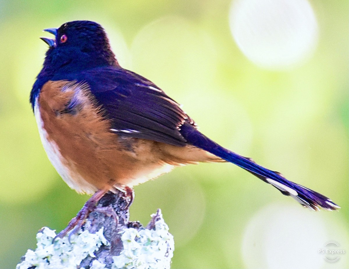 Eastern Towhee - Michael Brower