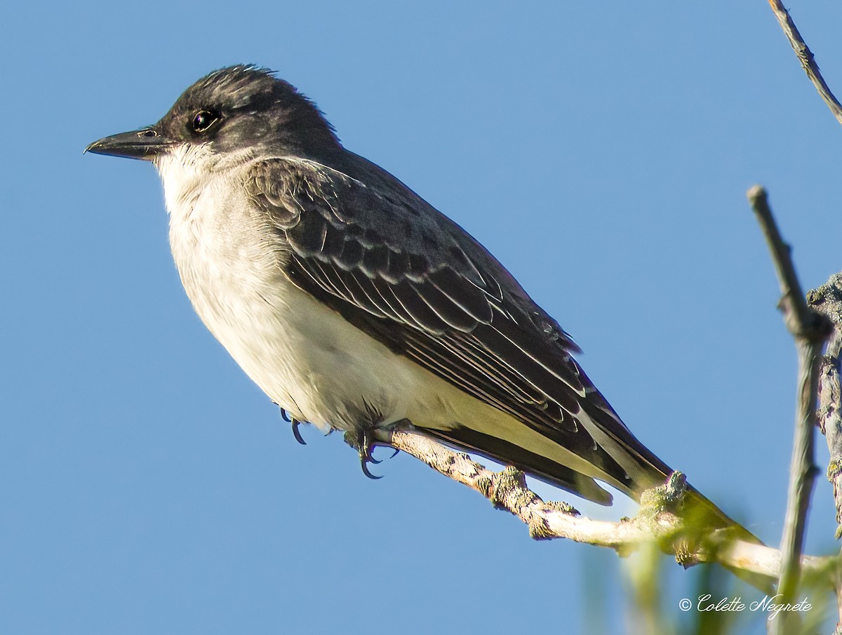 Eastern Kingbird - Colette Vranicar