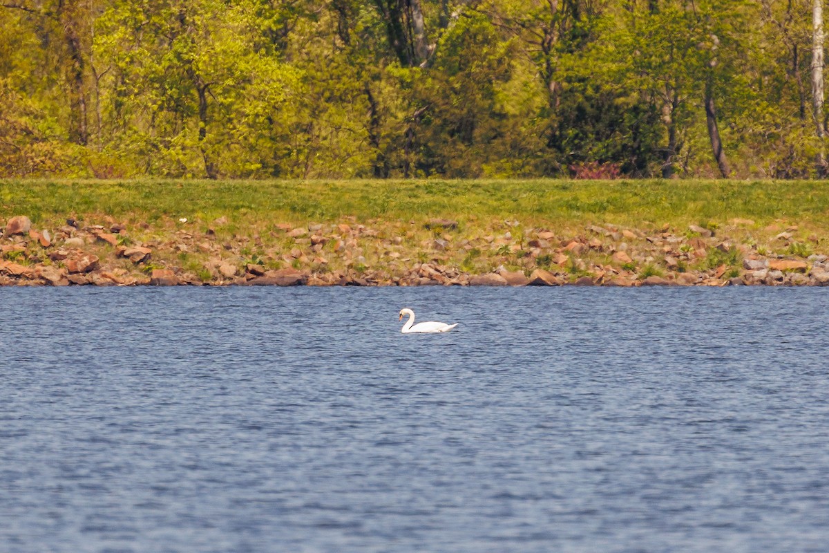 Mute Swan - ML618283818