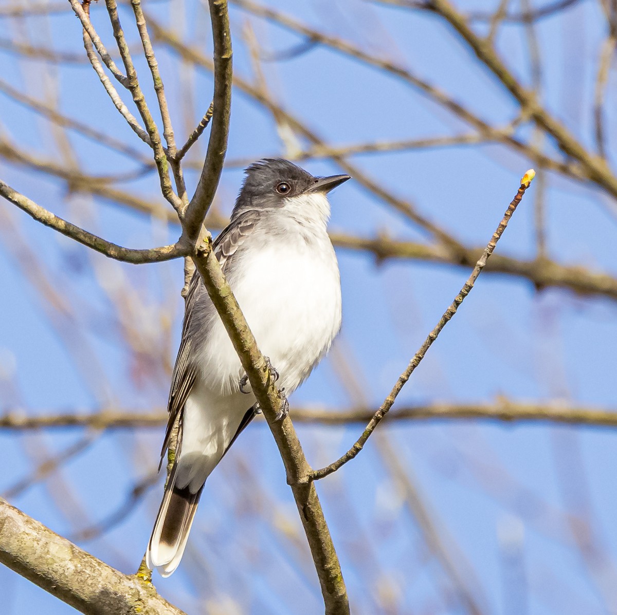 Eastern Kingbird - ML618283835