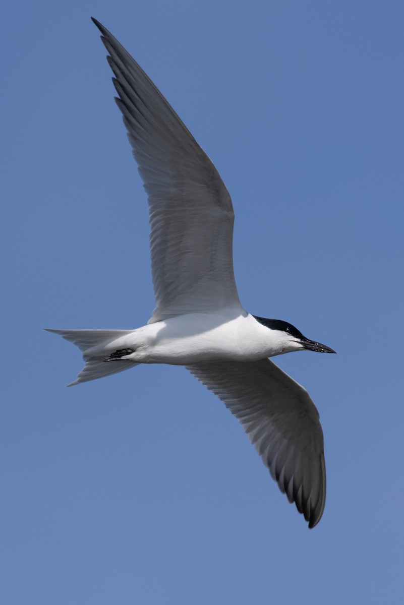 Gull-billed Tern - Kent Fiala