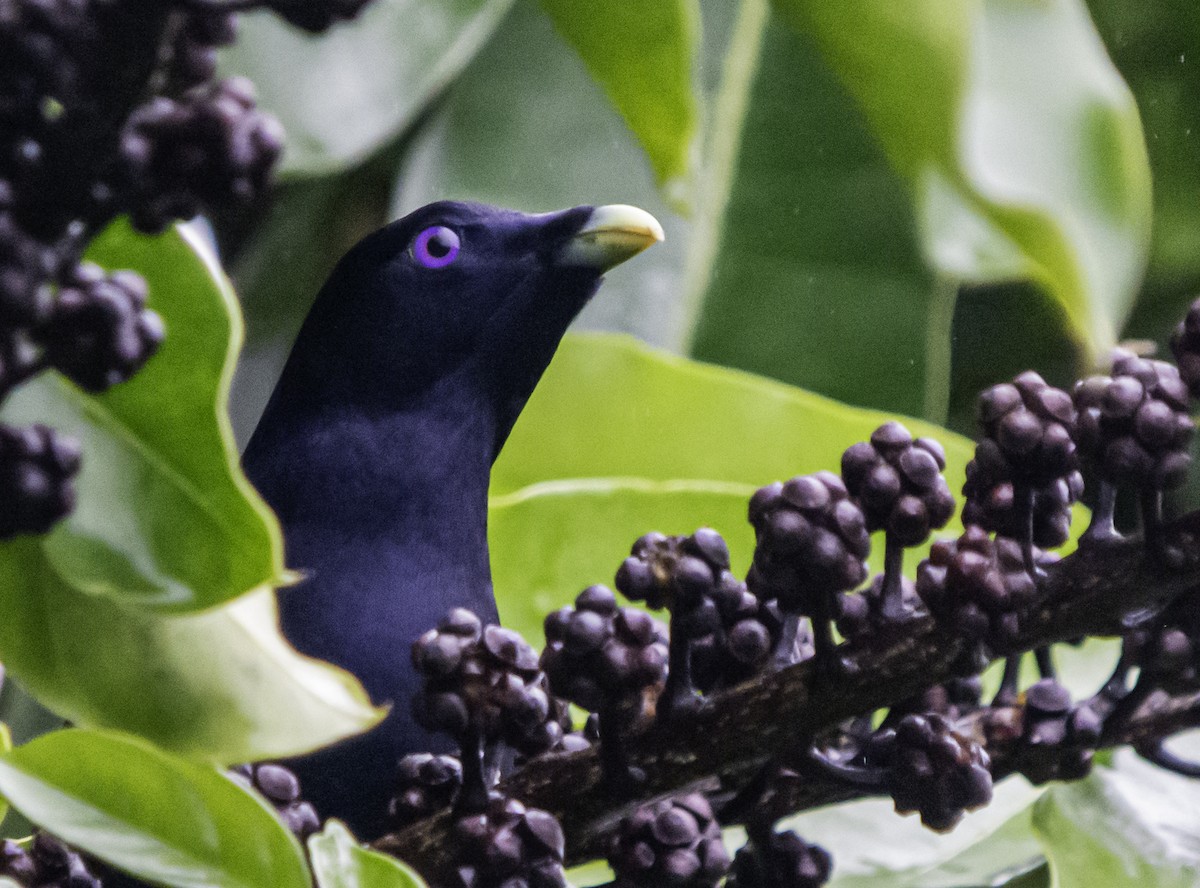 Satin Bowerbird - Rebel Warren and David Parsons