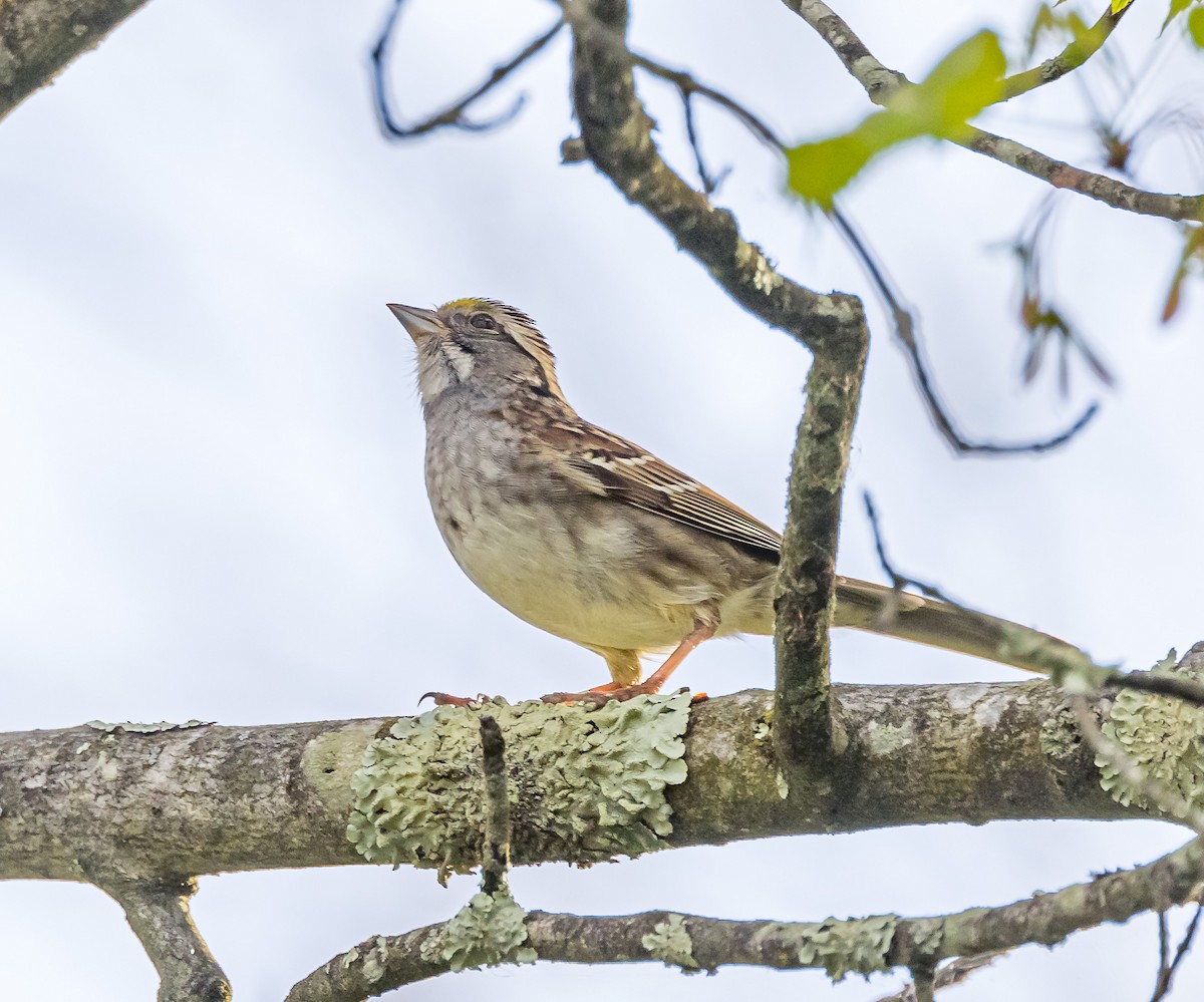 White-throated Sparrow - ML618283876