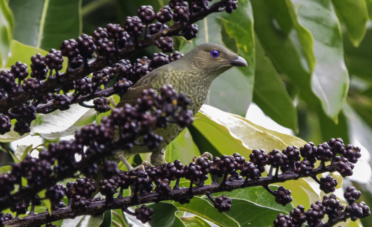 Satin Bowerbird - Rebel Warren and David Parsons