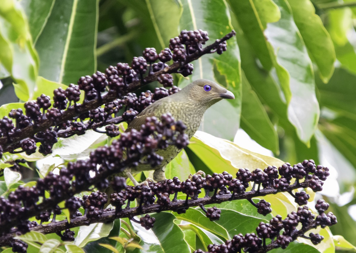 Satin Bowerbird - Rebel Warren and David Parsons