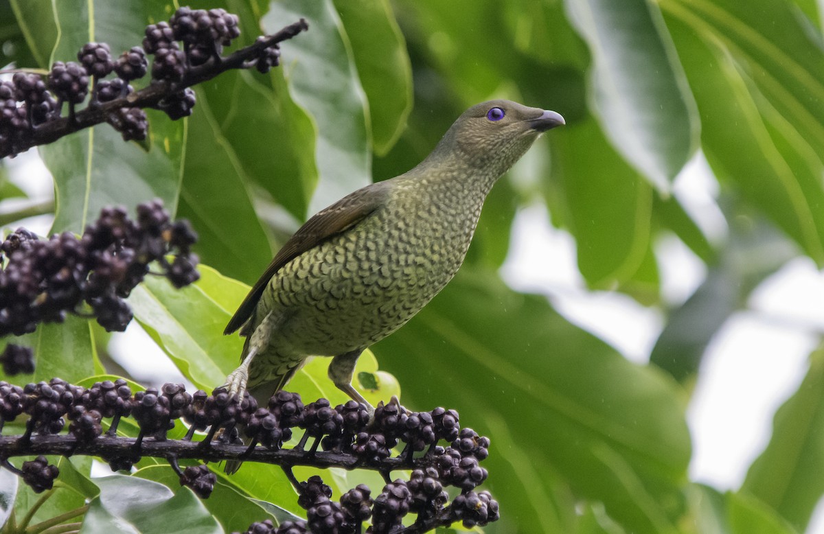 Satin Bowerbird - Rebel Warren and David Parsons