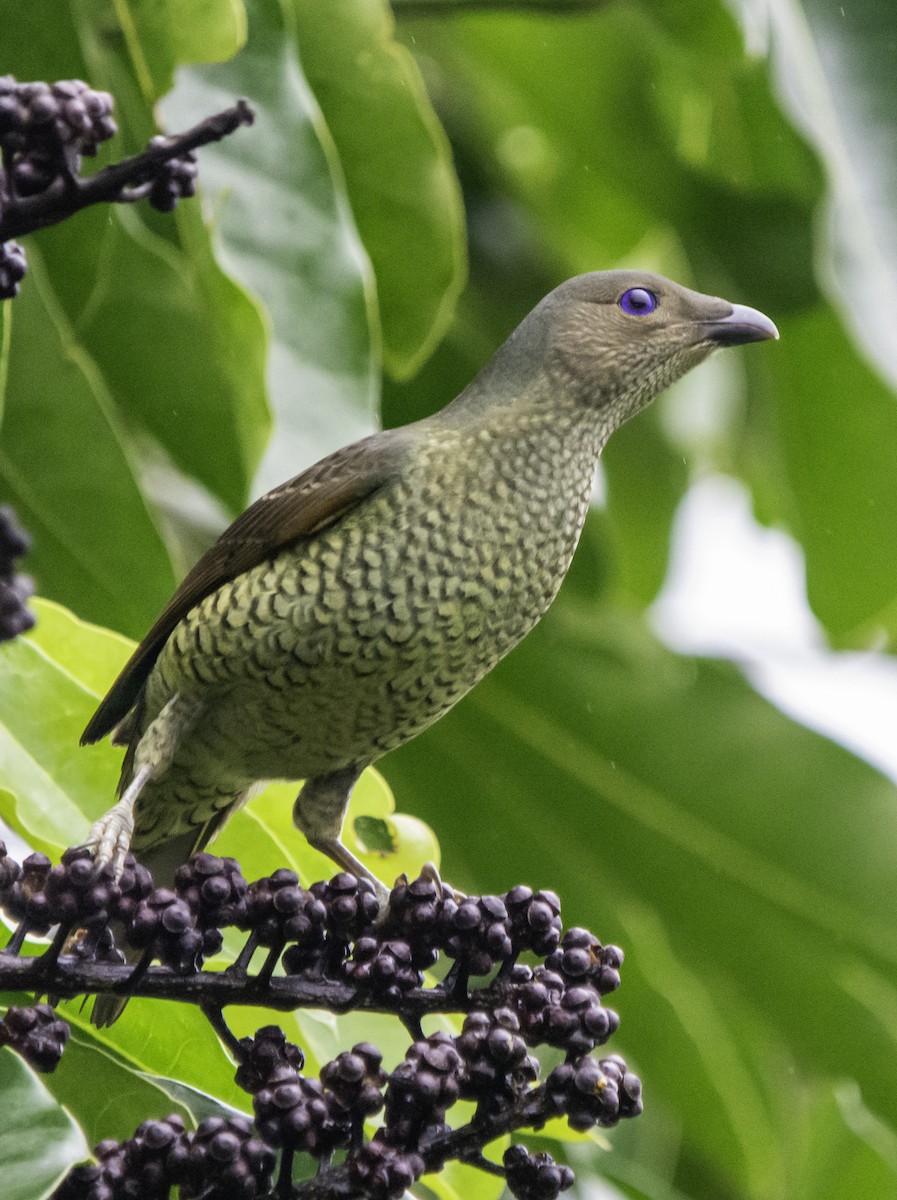 Satin Bowerbird - Rebel Warren and David Parsons