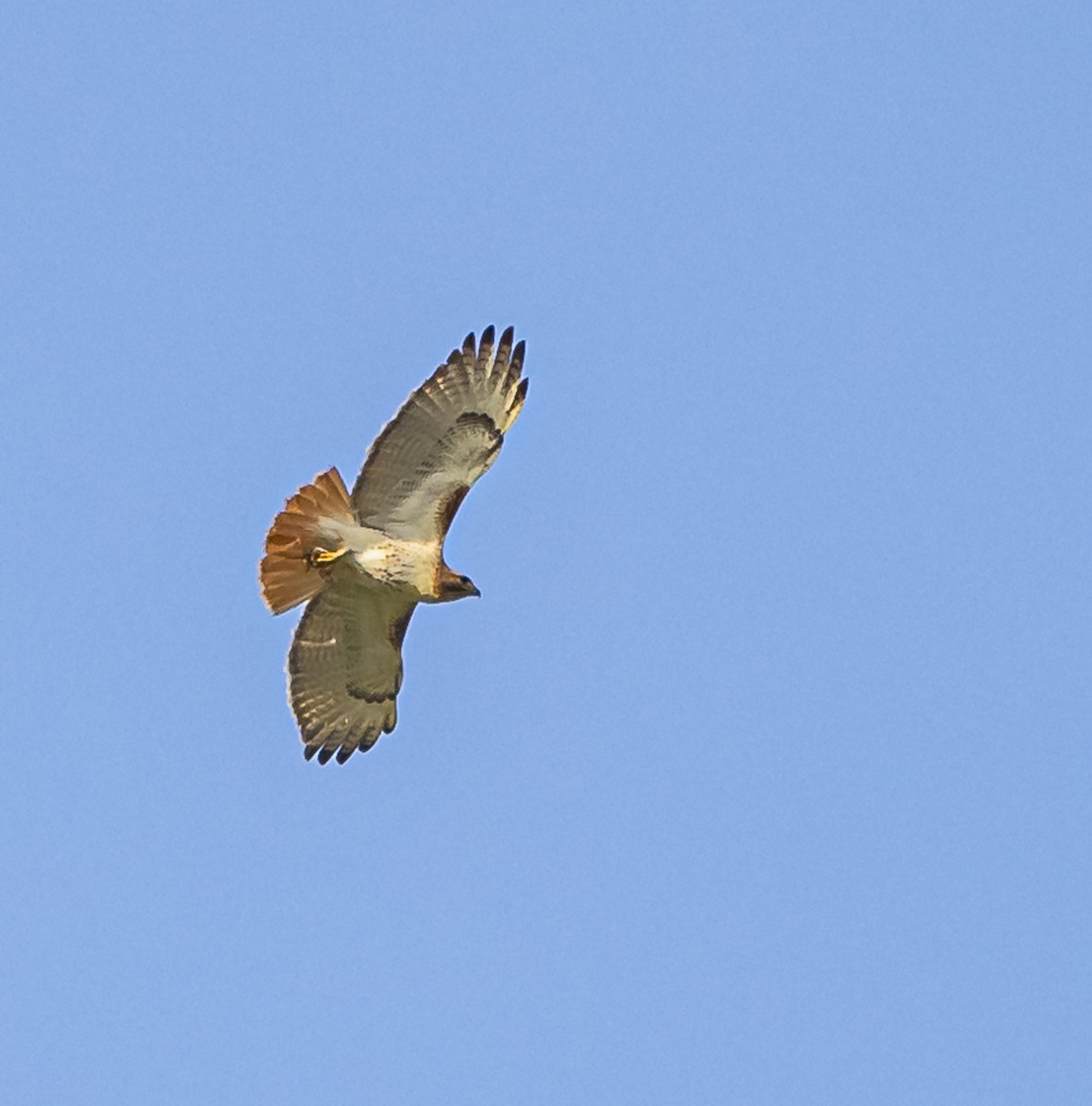 Red-tailed Hawk - ML618283884